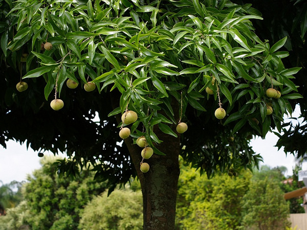 Fleurs,....fruit,.....tout ce qui se mange,...se boit....ou qui vient de la nature.......... - Page 11 A_dipl10