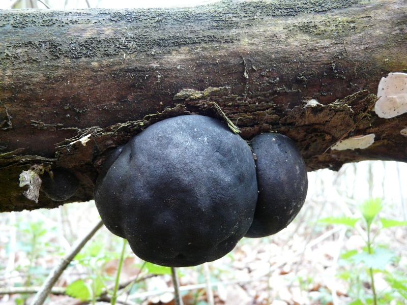 les champignons par ordre alphabétique. - Page 8 A_ls10