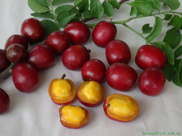 Fleurs,....fruit,.....tout ce qui se mange,...se boit....ou qui vient de la nature.......... - Page 12 A_momb10