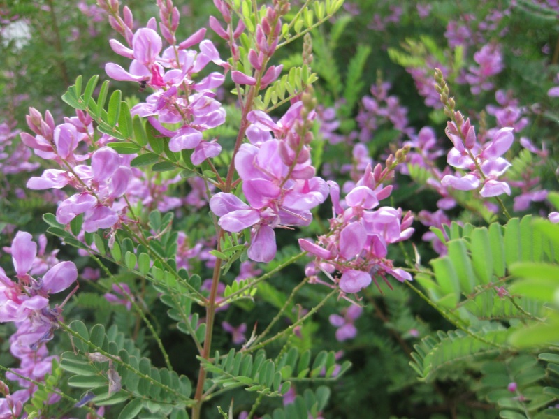 FLEURS OU ARBRES par ordre ALPHABETIQUE - Page 21 A_o19