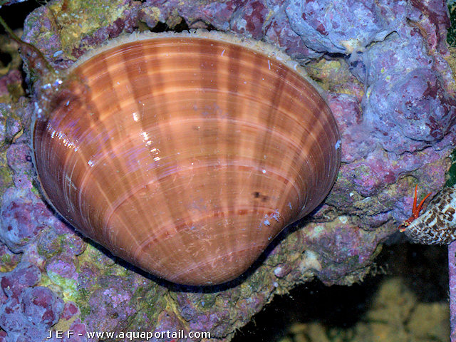 anemone de mer en 7 lettres