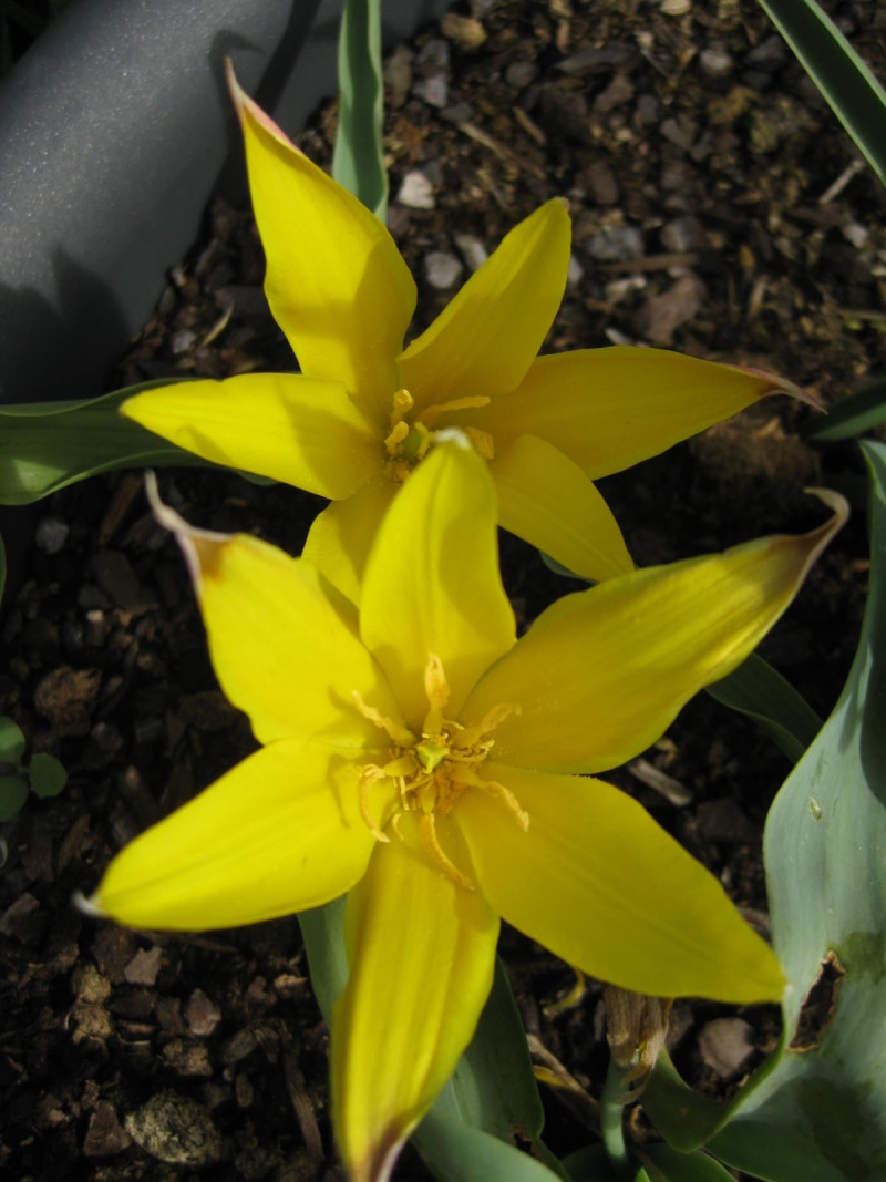 Les fleurs du jardin. Linifo11