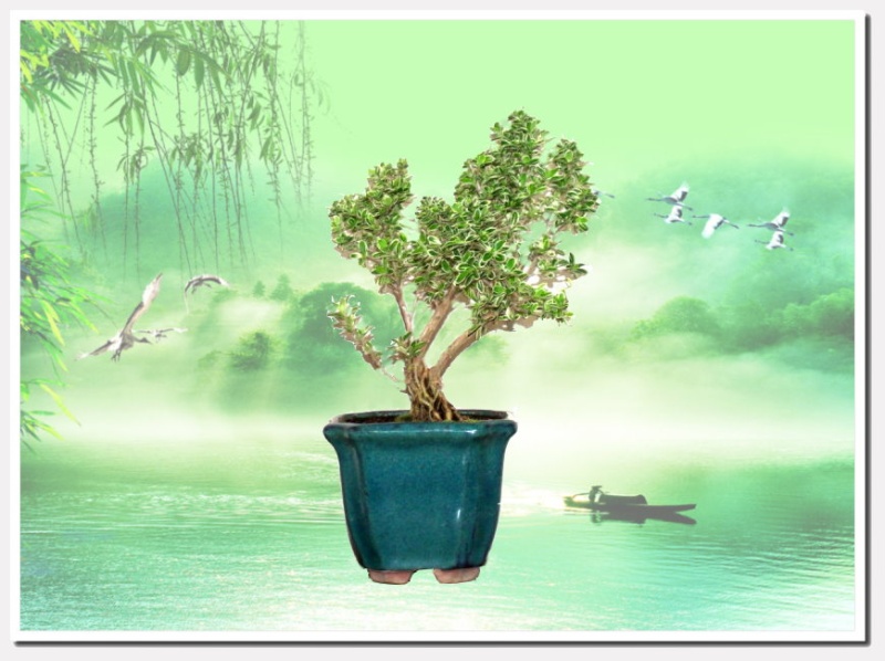 Serissa  mini bonsai Seriss12