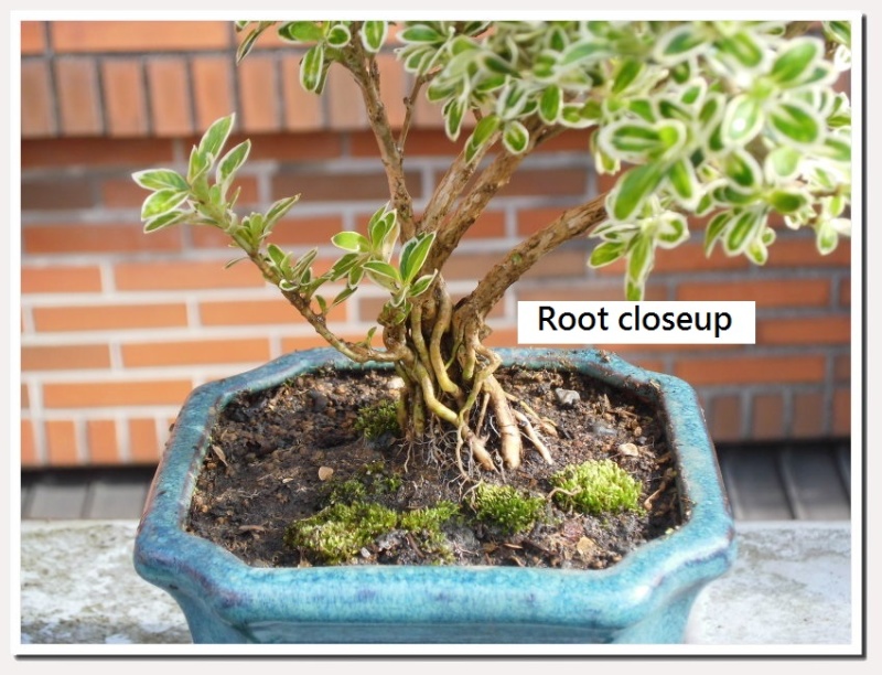 Serissa  mini bonsai Seriss15