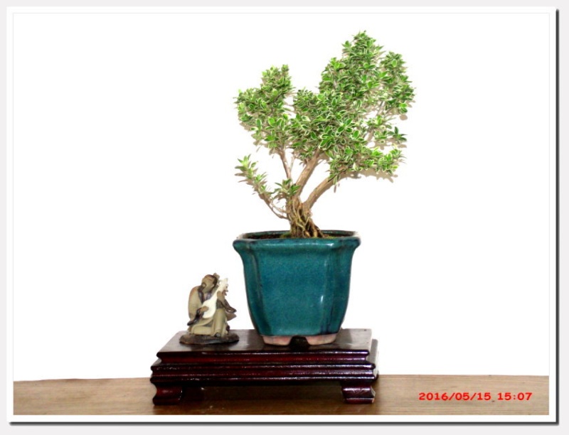 Serissa  mini bonsai Seriss17