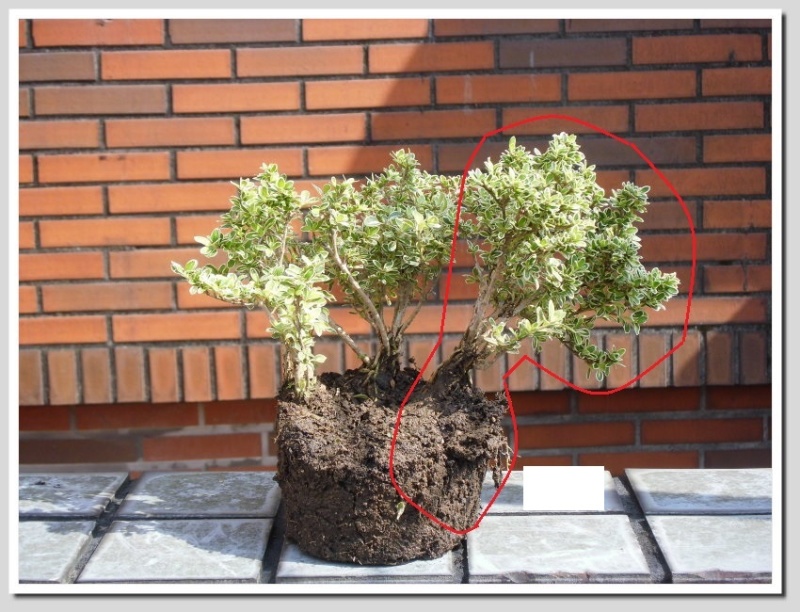 Serissa  mini bonsai Seriss19