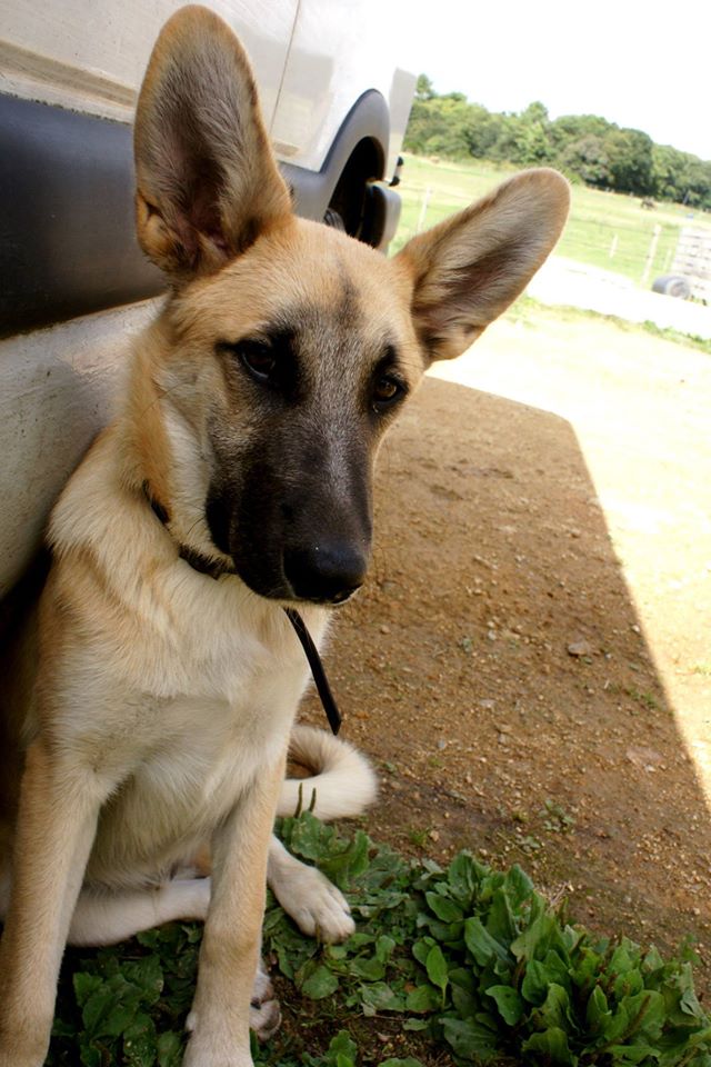 Aelig, croisé Malinois/berger x Jack Russel (56 - Morbihan) - ADOPTÉ   10506710