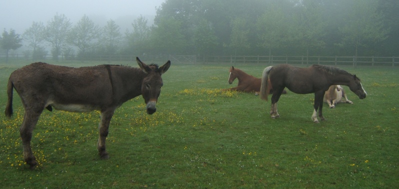 DONOMA - ONC Poney née en 2005 - adoptée en juillet 2014 par fandecox - Page 4 Dscf2415