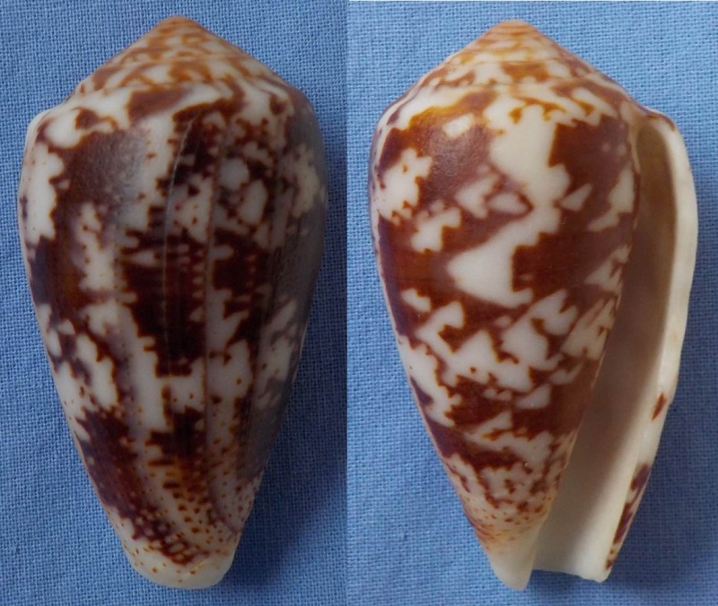 Conus à confirmer = Pionoconus achatinus Conus_10
