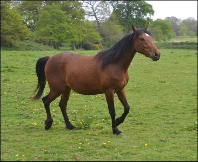 (50) Diane, trotteuse de 3 ans 13221510