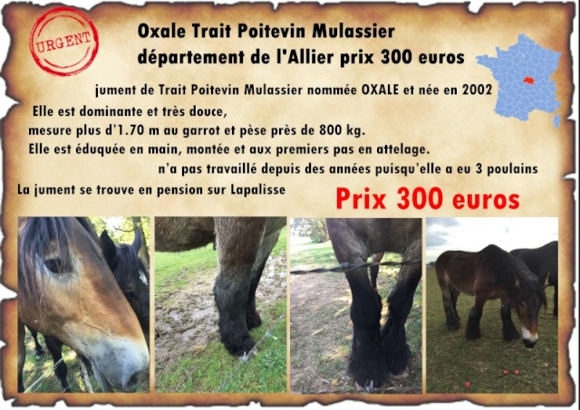  Oxale Trait Poitevin Mulassier dans le département de l'Allier prix 300 euros 21210