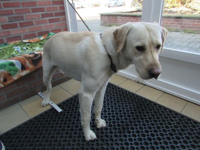  Snoopy Labrador, Mâle 3 ANS 1 MOIS 115.084.851 I1084810