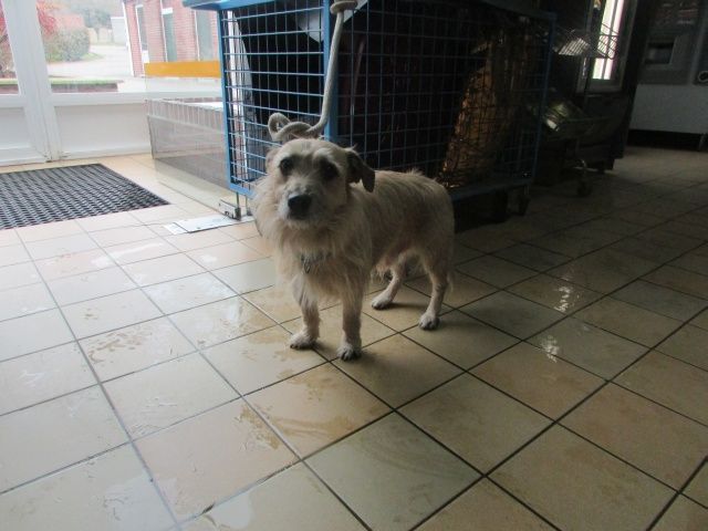 Dago Croisé Griffon, Mâle 8 ANS 1 MOIS 116.086.283  I1086219