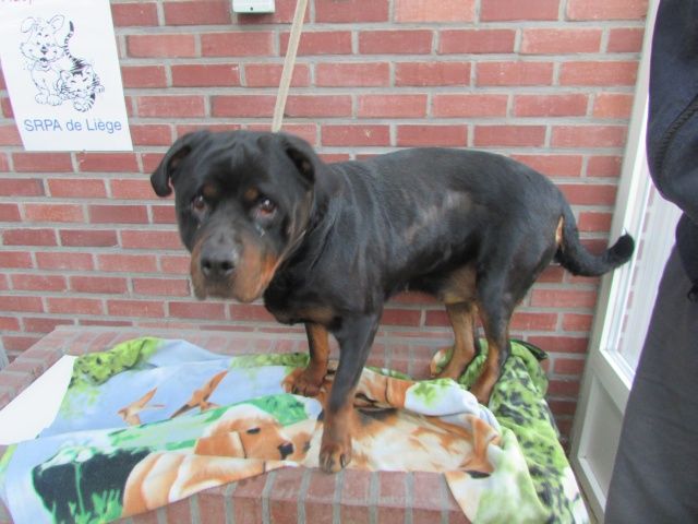 Rottweiler, Femelle  10 ANS 2 MOIS 116.086.404 I1086446