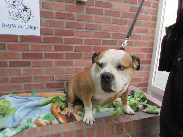 Croisé Bouledogue, Femelle 6 ANS 1 MOIS 116.086.505 I1086545