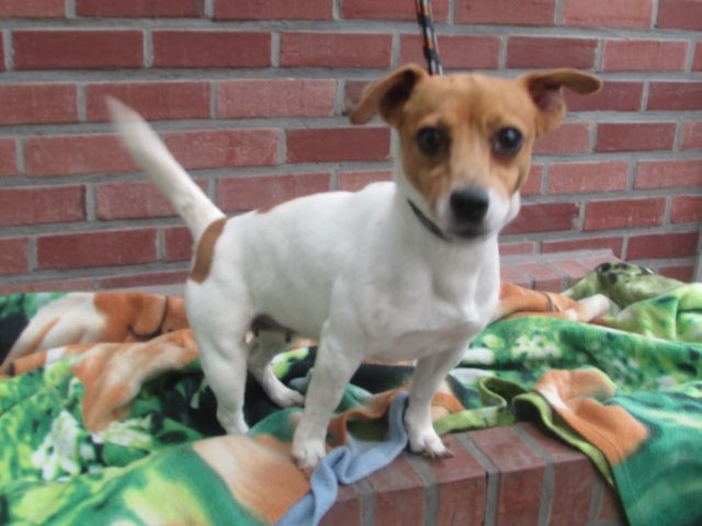 Bébé Jack-Russel-Terrier, Femelle 7 ANS 116.086.642 I1086624