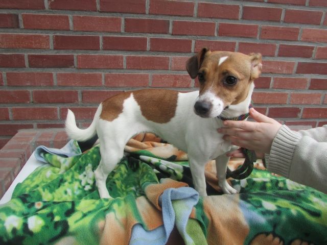 Lola Jack-Russel-Terrier, Femelle 3 ANS 116.086.643    I1086625