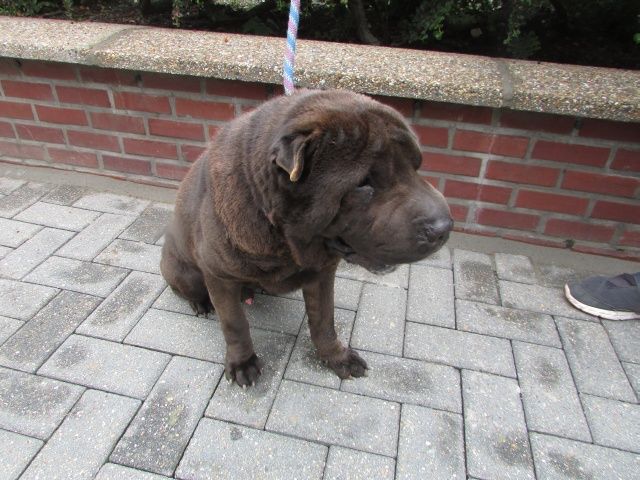 Botox Shar-Pei, Mâle 7 ANS 6 MOIS 116.087.033 I1087015