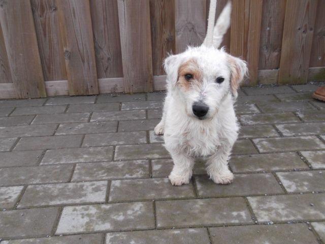 Jack-Russel-Terrier, Mâle 5 MOIS 316.011.990 I3011912