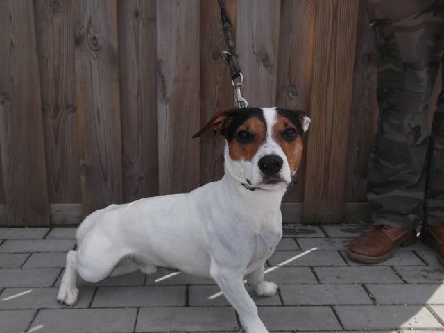 Titus Jack-Russel-Terrier, Mâle 1 AN 316.012.003  I3012010