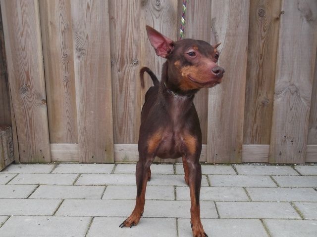 Kiwi Pinscher, Mâle [6 ANS 10 MOIS] 316.012.012 I3012027