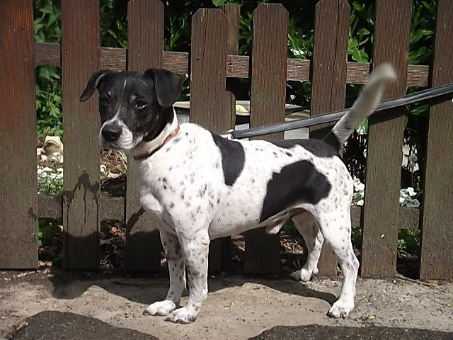 Domino Croisé Jack-Russel-Terrier, Mâle  9 ANS 8 MOIS 115.085.126  I4011323