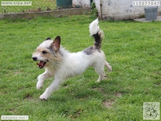 Kenza Jack-Russel-Terrier, Femelle 6 ANS 113.077.047 M-113018
