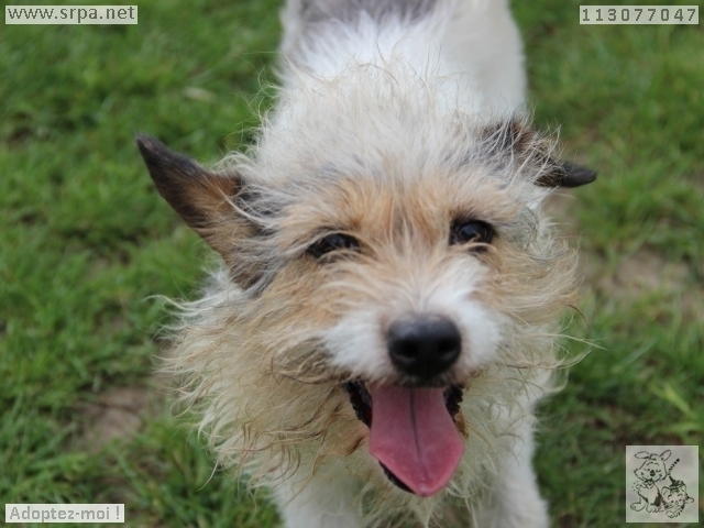 Kenza Jack-Russel-Terrier, Femelle 6 ANS 113.077.047 M-113019