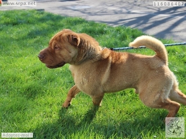 Shawghai Shar-Pei, Mâle 1 AN 6 MOIS 116.086.407 M-116070