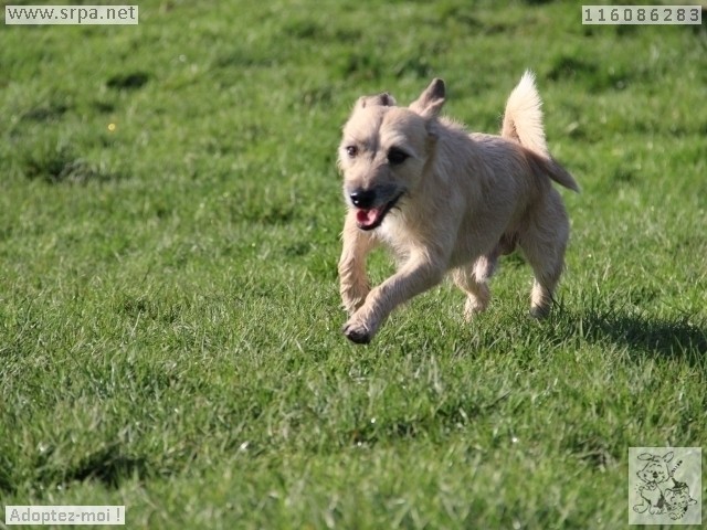 Dago Croisé Griffon, Mâle 8 ANS 1 MOIS 116.086.283  M-116075