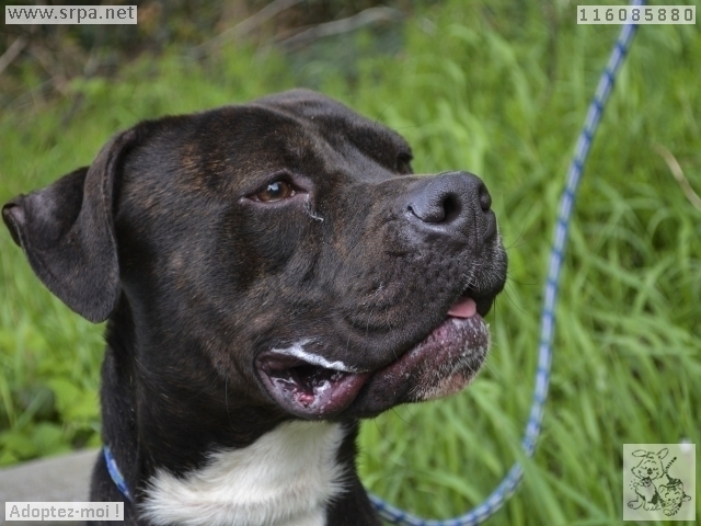 Tyson American-Staff.-Terrier,Mâle 2 ANS 116.085.880 M-116145