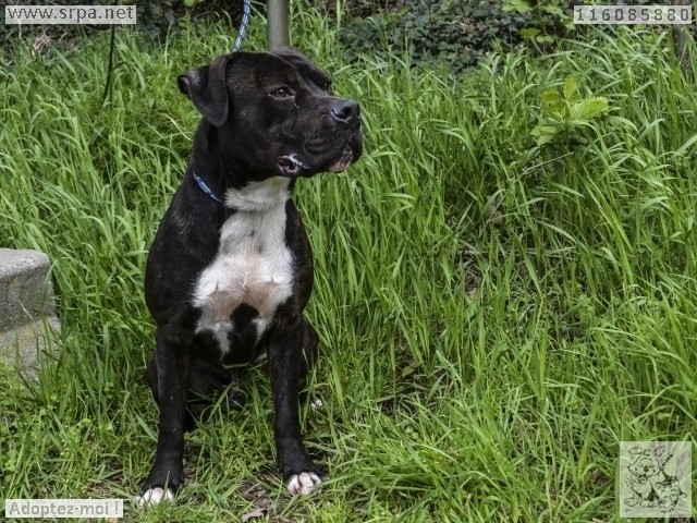 Tyson American-Staff.-Terrier,Mâle 2 ANS 116.085.880 M-116148