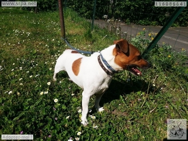  Kaïgo Fox Terrier, Mâle [11 ANS 2 MOIS] 116.086.641 M-116269