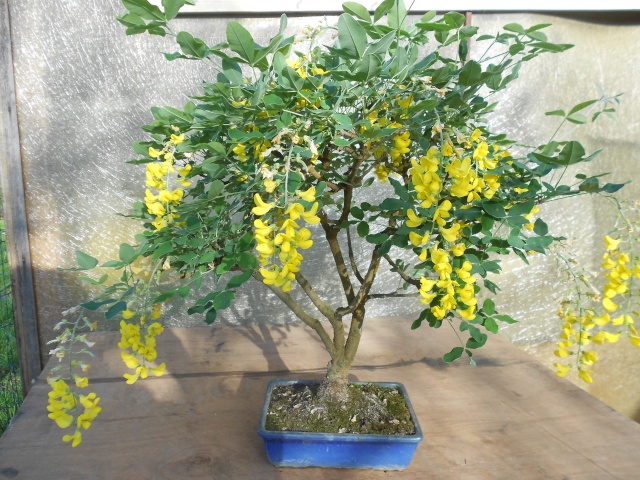Bonsai in fiore Dscn6313