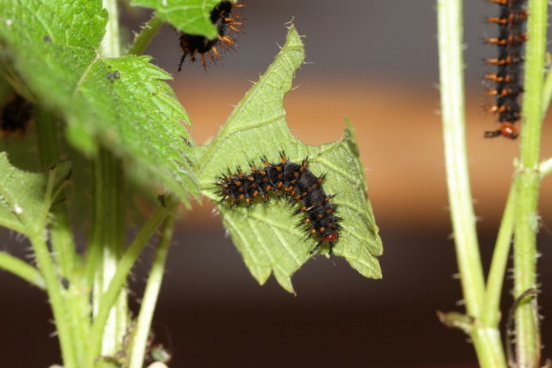 Elevage du moment [Lymantria dispar, Malacosoma neustria, Limenitis reducta] Ylevag15