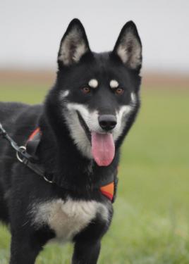 Jedi, né le 01/2016 - Type Husky - REFU45 25491012