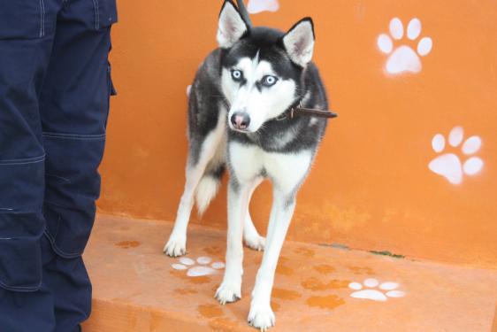 Kira, née le 13/08/2014 - Husky Sibérien - REFU92 Img_6512