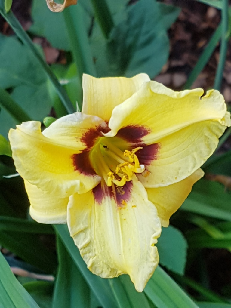 Hemerocallis - Taglilien - Schönheiten im Juni und Juli - Seite 8 20180619
