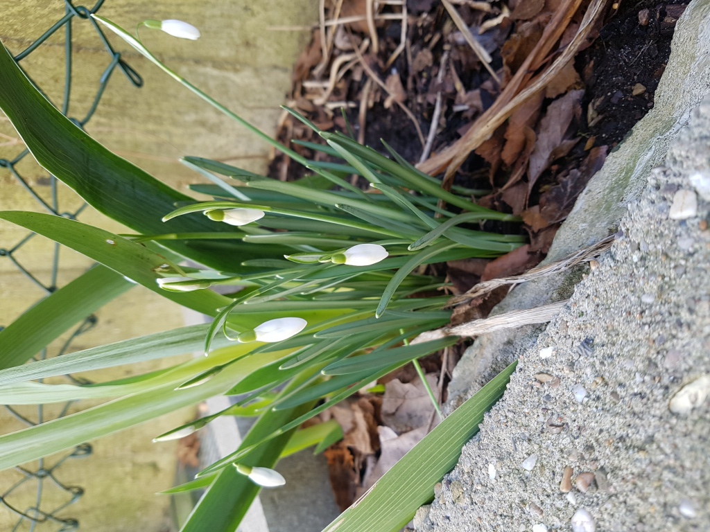 Erste Frühlingsboten im Garten und in Wald und Flur, Teil 2 - Seite 13 20220218