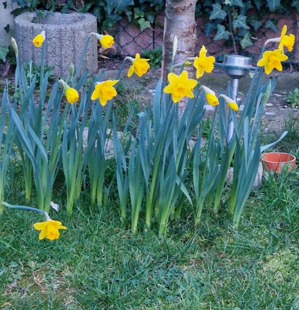 Erste Frühlingsboten im Garten und in Wald und Flur, Teil 2 - Seite 38 20240311