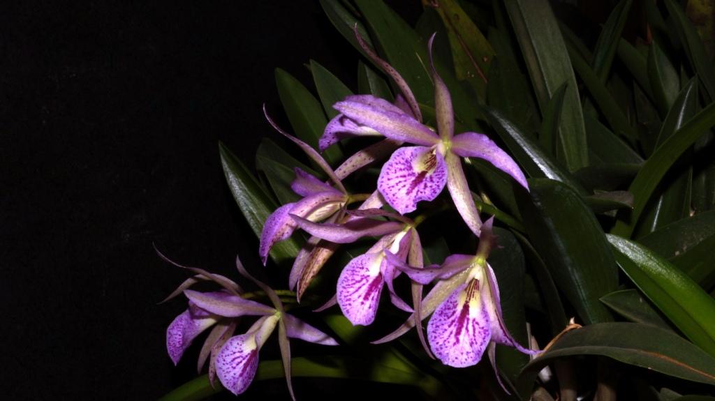 Orchideen 2018 - 2022 Teil 3 - Seite 40 Brasso10
