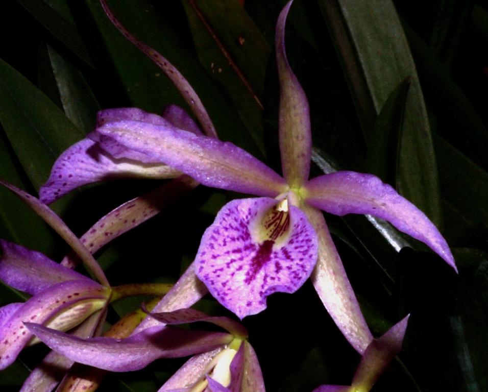 Orchideen 2018 - 2022 Teil 3 - Seite 40 Brasso11