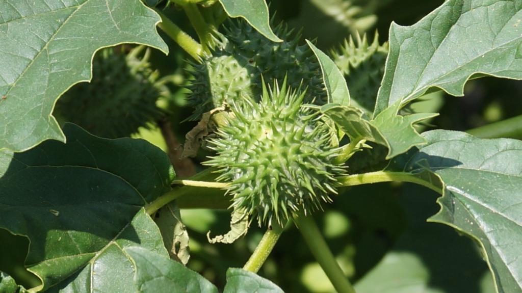 Solanaceae - Tomaten & Chili, aber auch Petunien und andere Schönheiten ;) - Seite 60 Datura13