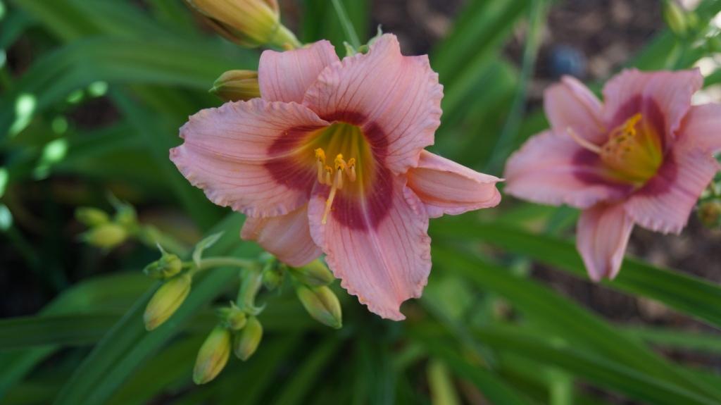 Hemerocallis - Taglilien - Schönheiten im Juni und Juli - Seite 9 Dsc01314