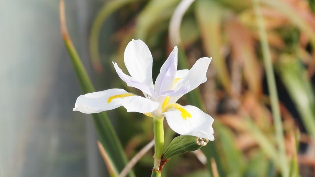 Schwertliliengewächse: Iris, Tigrida, Ixia, Sparaxis, Crocus, Freesia, Montbretie u.v.m. - Seite 32 Dsc09112