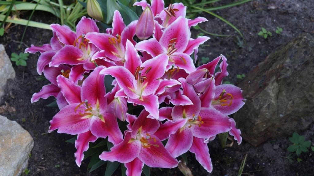 Lilien(artige) - natürlich Lilien, aber auch Inkalilien, Zeitlose, Germer und Stechwinden - Seite 18 Lilium10