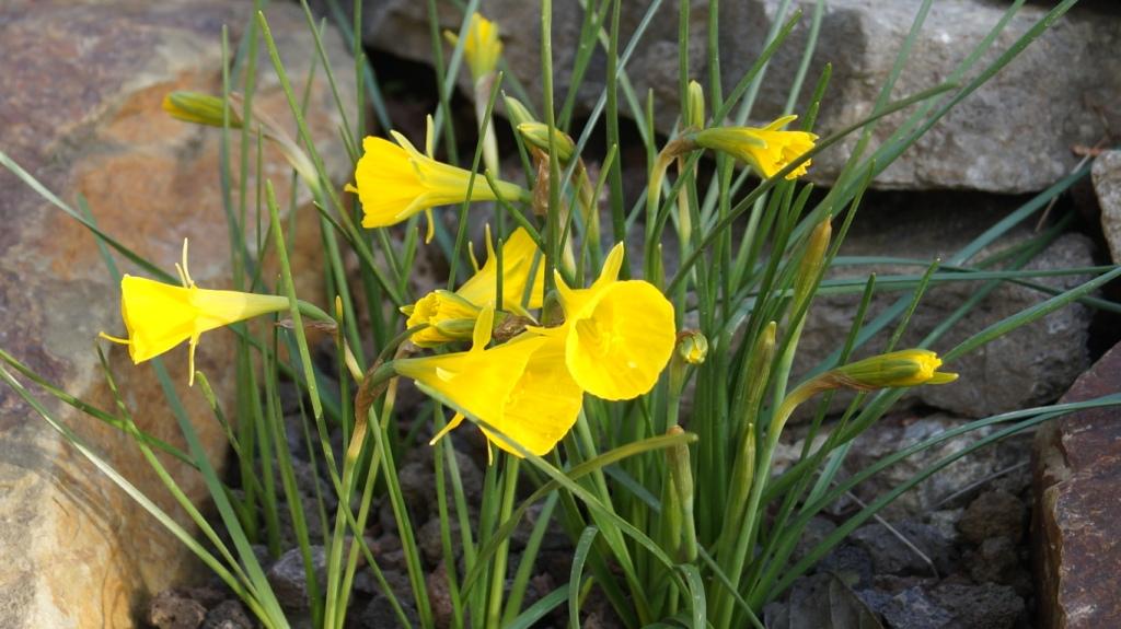 Erste Frühlingsboten im Garten und in Wald und Flur, Teil 2 - Seite 19 Narcis11