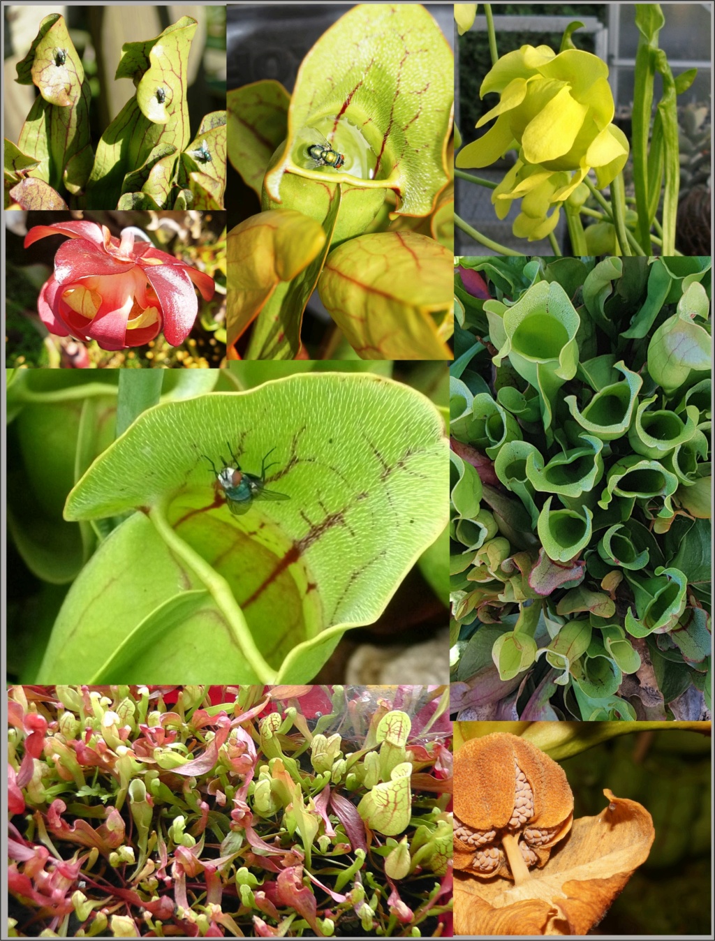 Karnivoren / insektenfangende Pflanzen Teil 2 Sarrac37