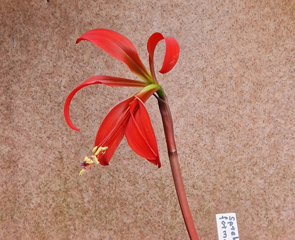 Amaryllisgewächse - Amaryllidaceae (Hippeastrum, Clivia, Nerine, Amaryllis, Agapanthus, Allium, Narcissus & Co.) - Teil 1 - Seite 95 Spreke15