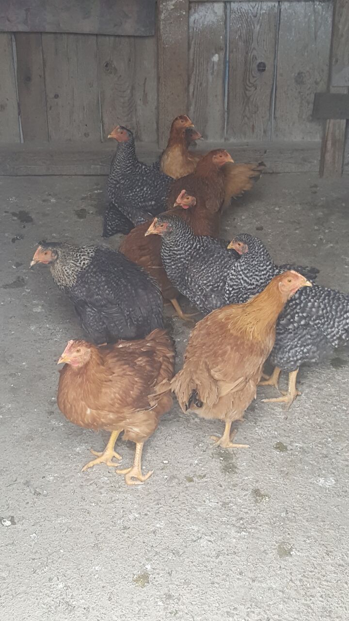 Domaće kokoši i domaća jaja 40510